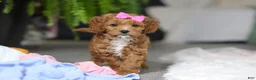 Cavapoo dogs for sale: Princess - Ad 1