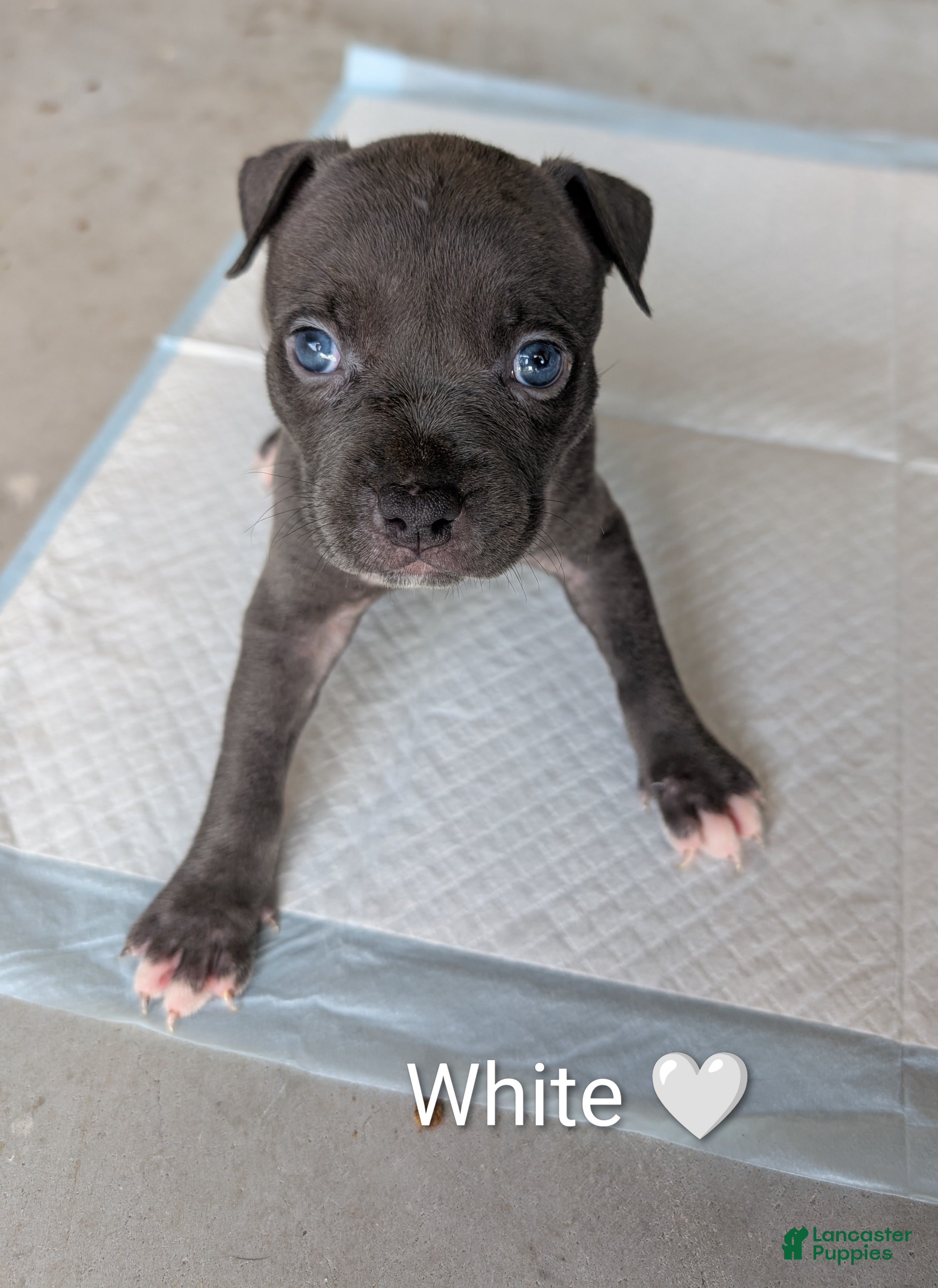 American Bully dogs American Bully 5 - Ad 1