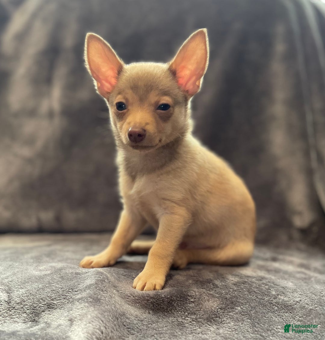 Pomchi dogs for sale: Chungo - Ad 1