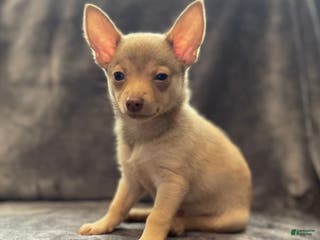 Pomchi dogs Chungo - Ad 8