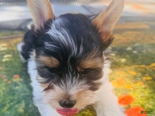 Biewer Terrier dogs - Ad 6