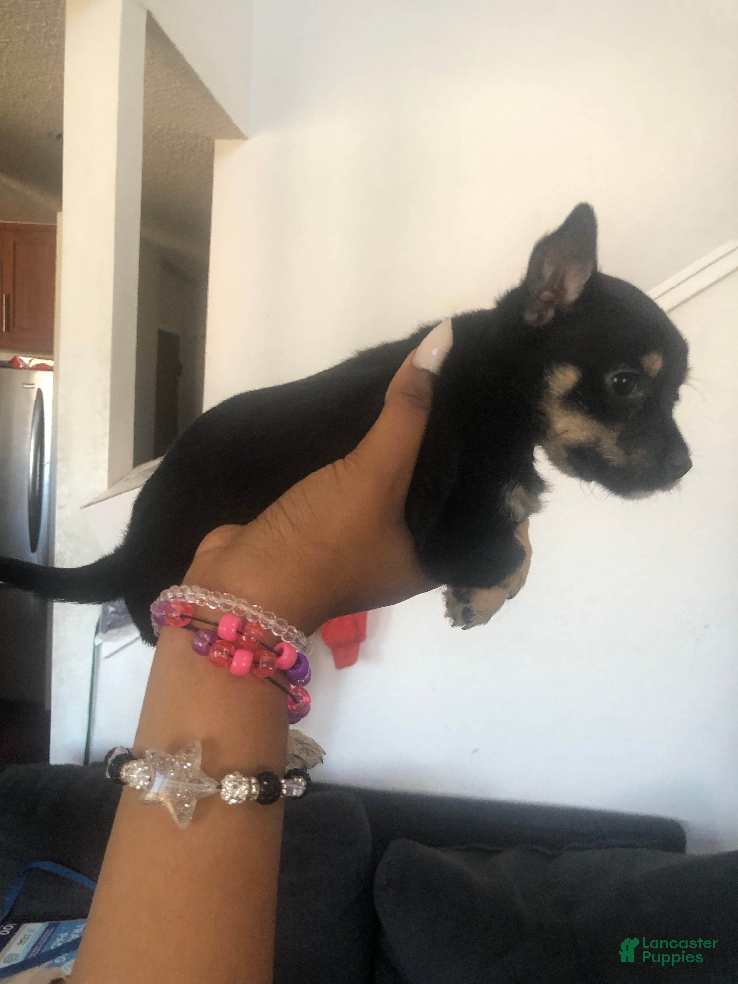 Dorkie dogs Dior - Ad 34
