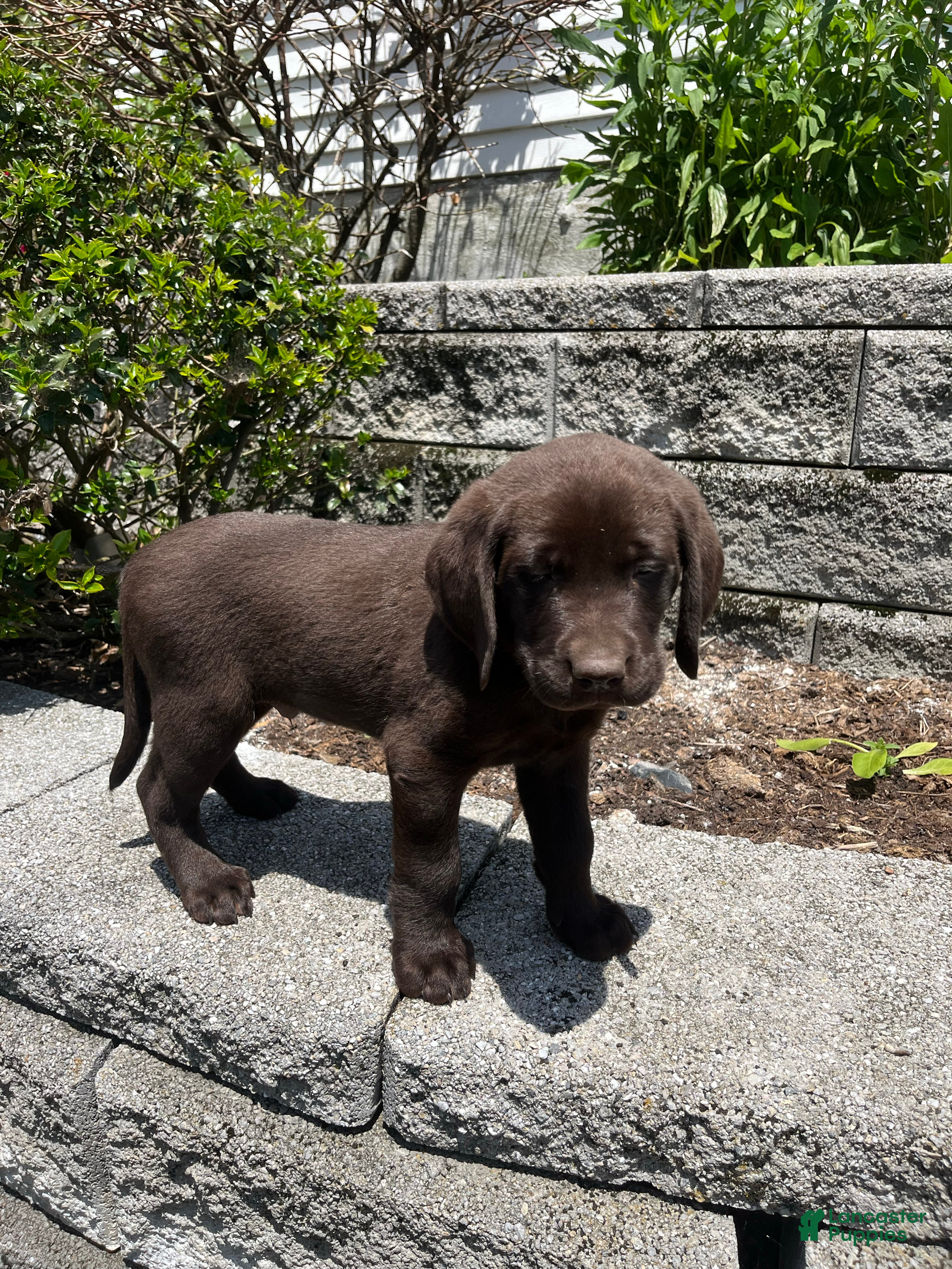 Rodney King | Lancaster Puppies