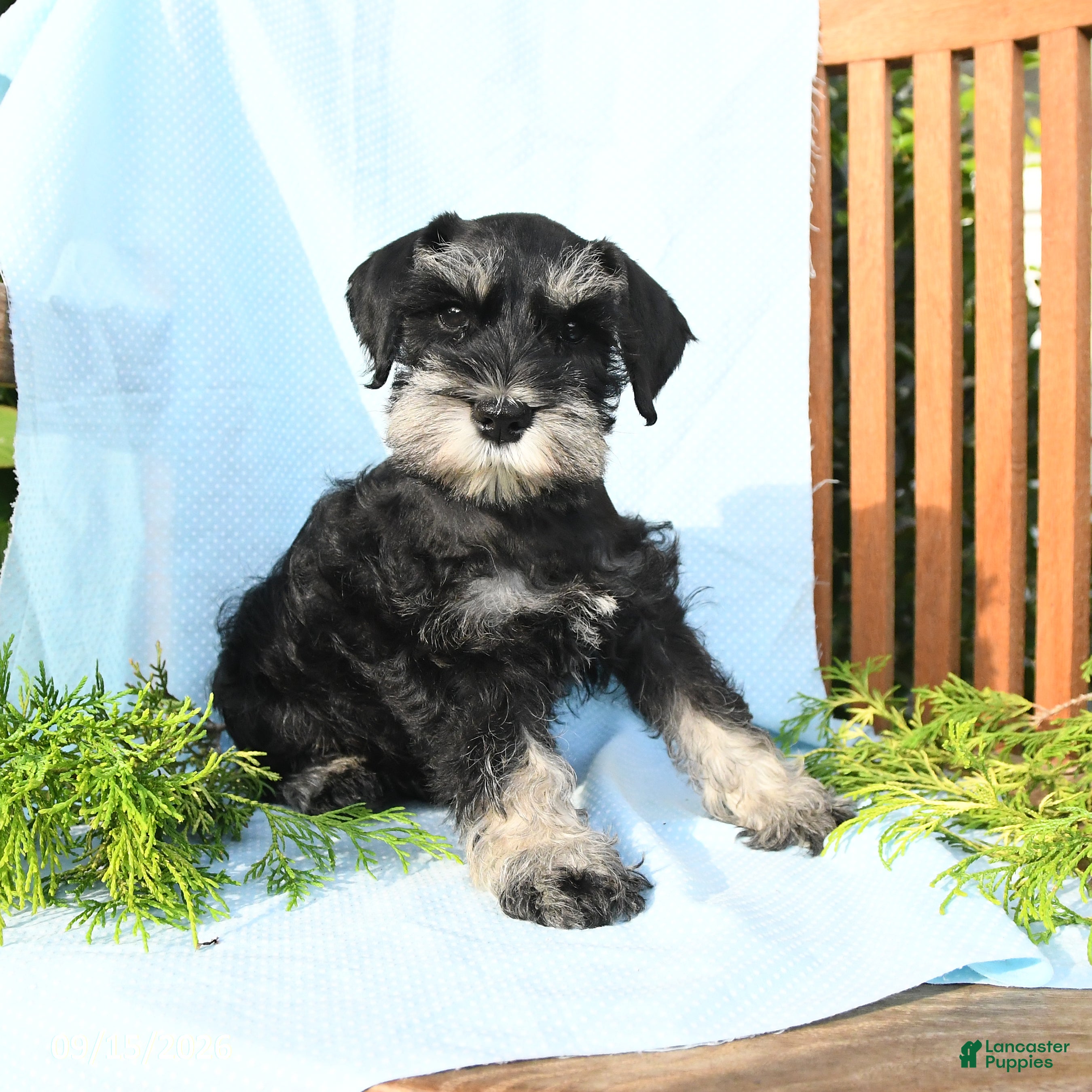 Schnauzer dogs Willie - Ad 2