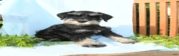 Schnauzer dogs for sale: Willie - Ad 2