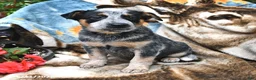 Australian Cattle Dog dogs for sale: Hank - Ad 1