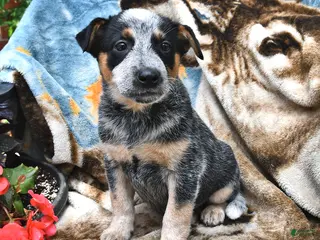 Australian Cattle Dog dogs for sale: Hank - Ad 2