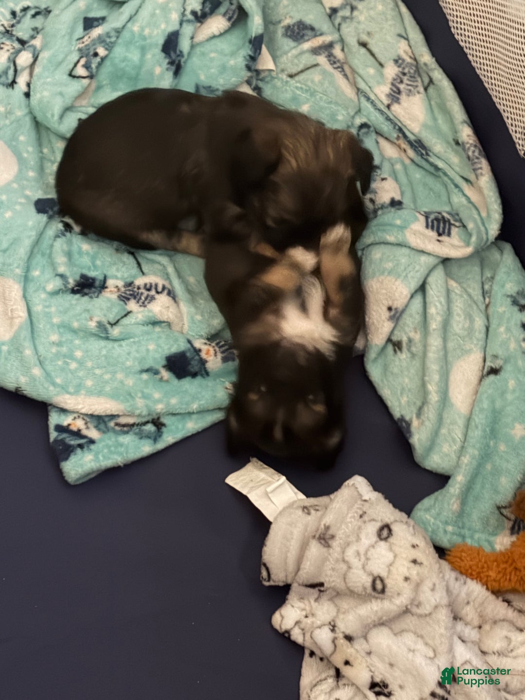 Chihuahua dogs for sale: Harold - Ad 2