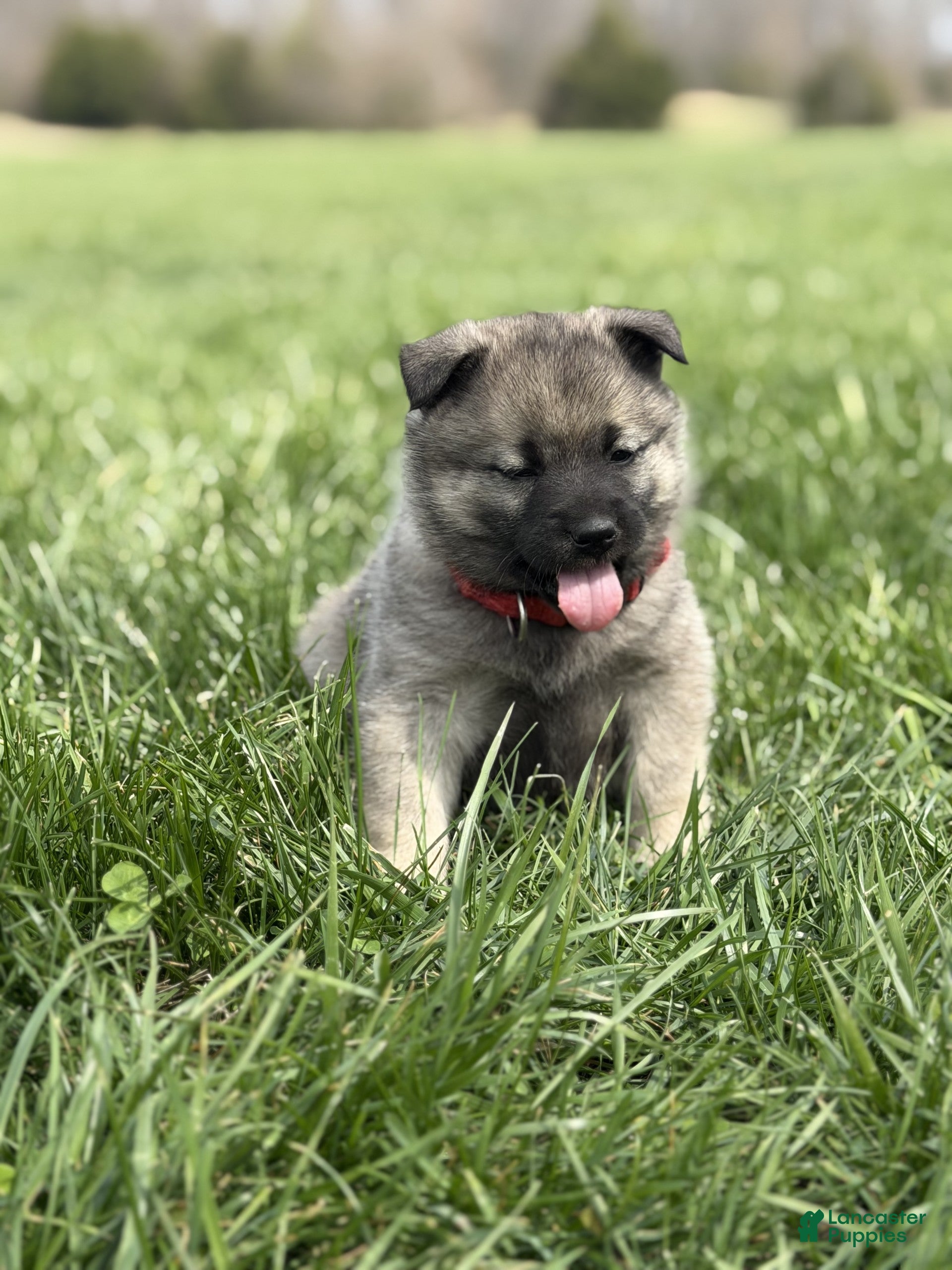 Norwegian Elkhound dogs Miss Red  - Ad 1