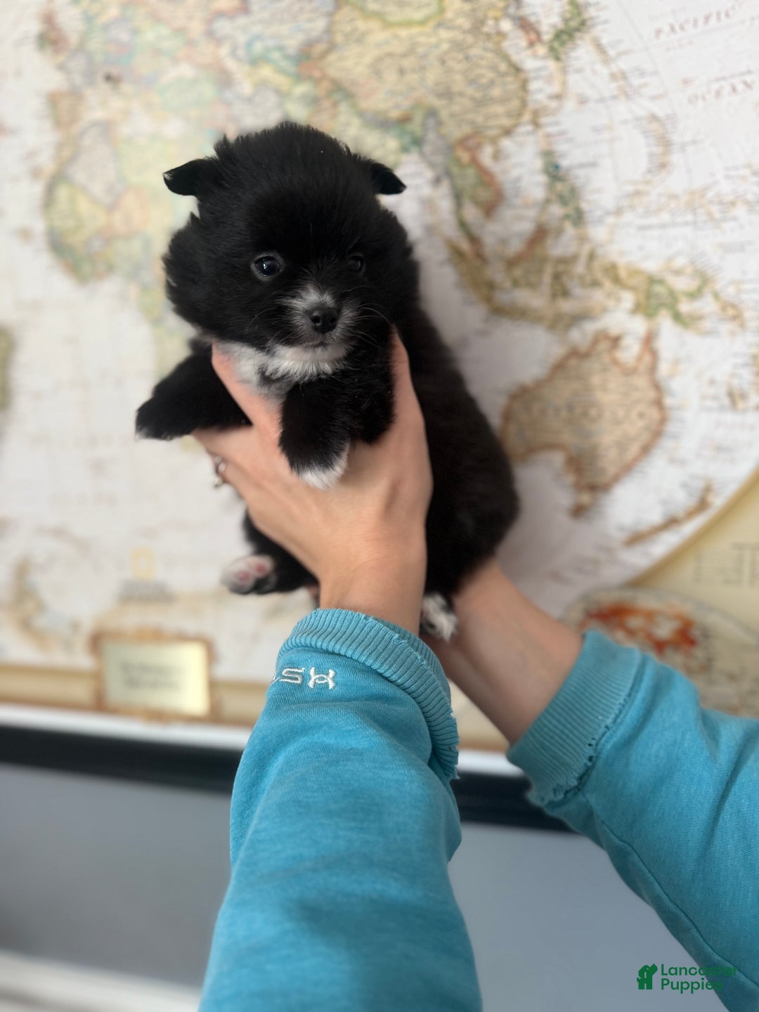 Pomeranian dogs for sale: Pomeranian Puppy 4 - Ad 1