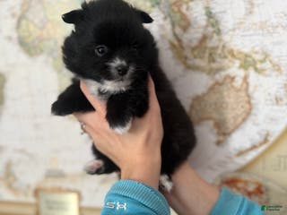 Pomeranian dogs Pomeranian Puppy 4 - Ad 19