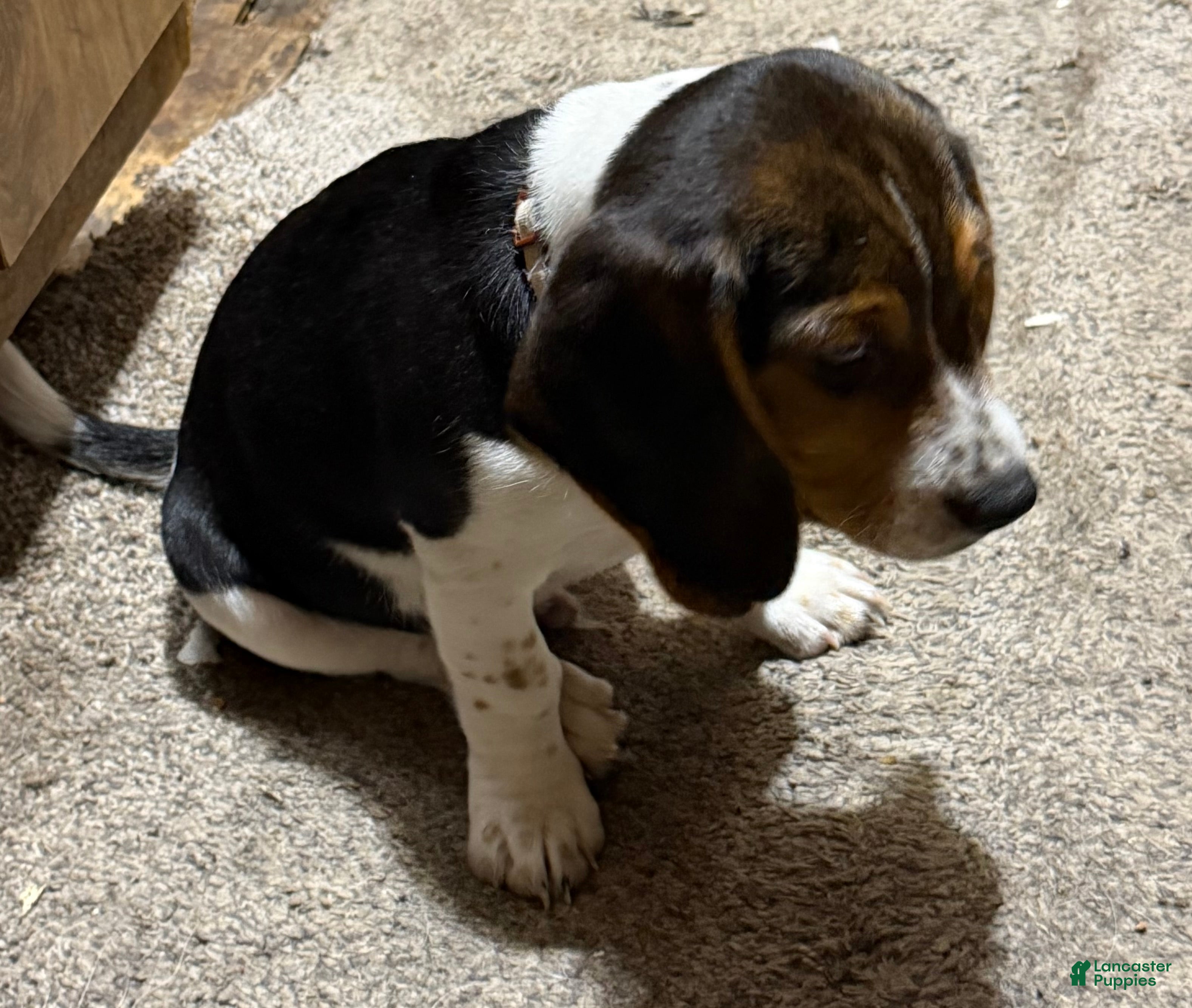 Beagle dogs Beagle Puppy 2 - Ad 1