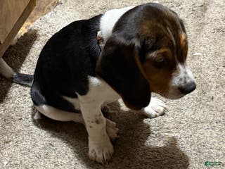 Beagle dogs Beagle Puppy 2 - Ad 2