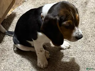 Beagle dogs Beagle Puppy 2 - Ad 18