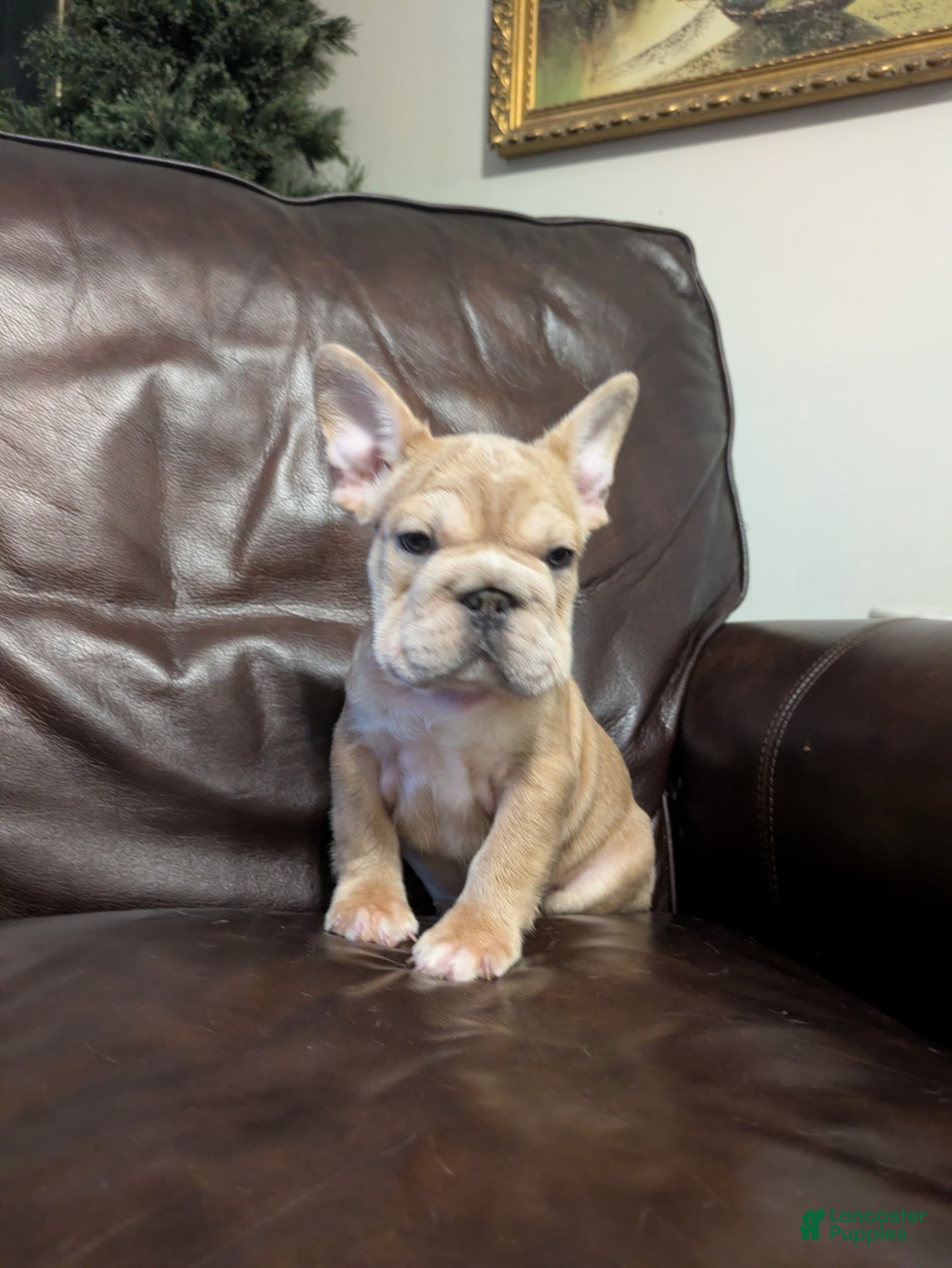 French Bulldog dogs Peter  - Ad 6