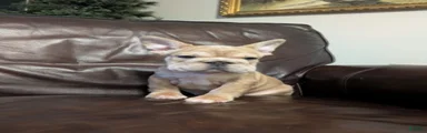 Peter 