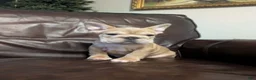 French Bulldog dogs for sale: Peter  - Ad 1