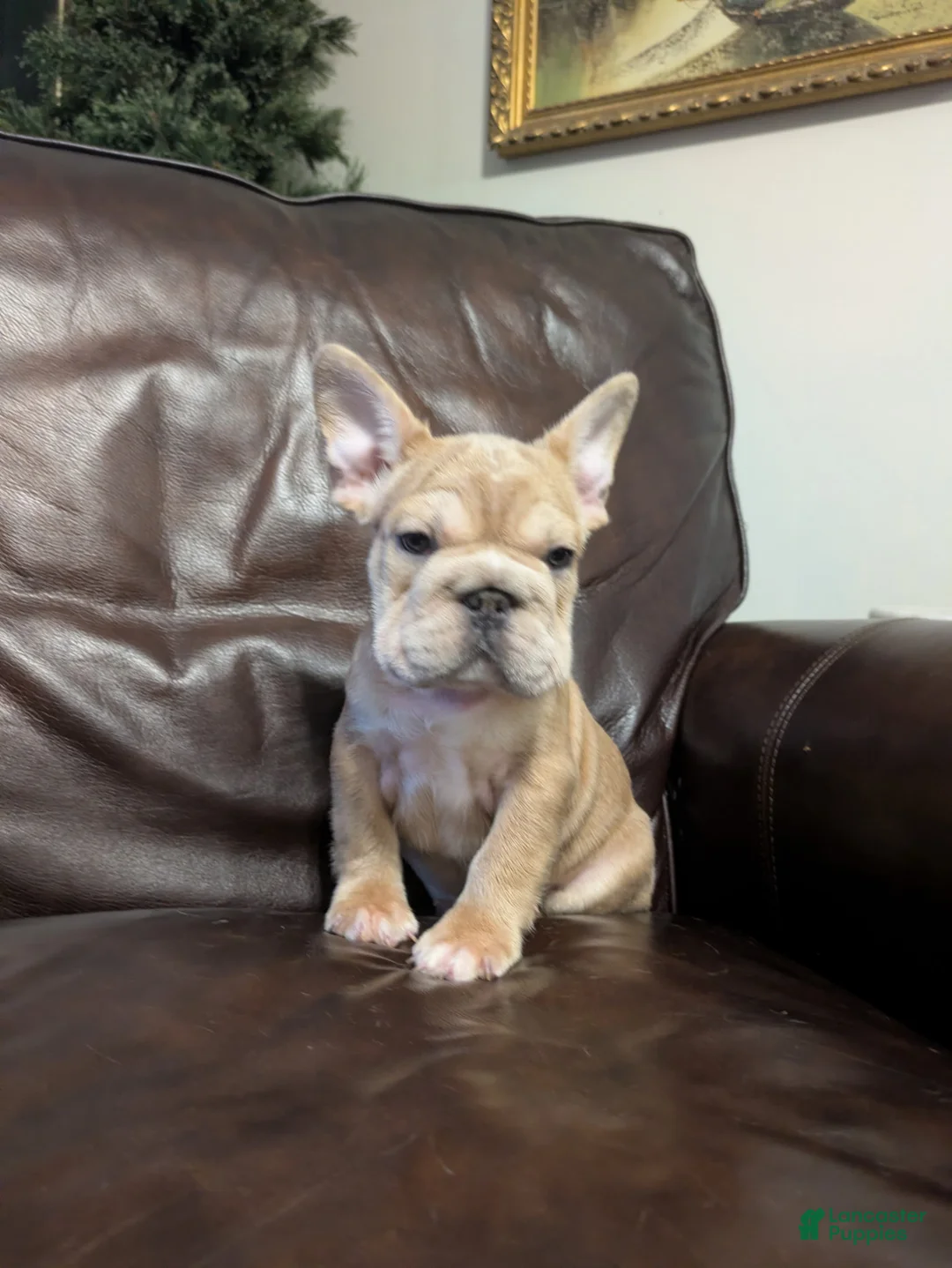 French Bulldog dogs for sale: Peter  - Ad 1