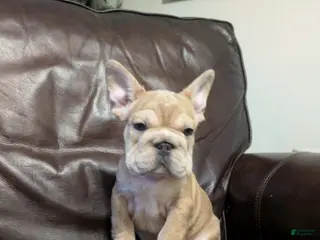 French Bulldog dogs Peter - Ad 6