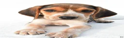 Beagle dogs for sale: Allen - Ad 4