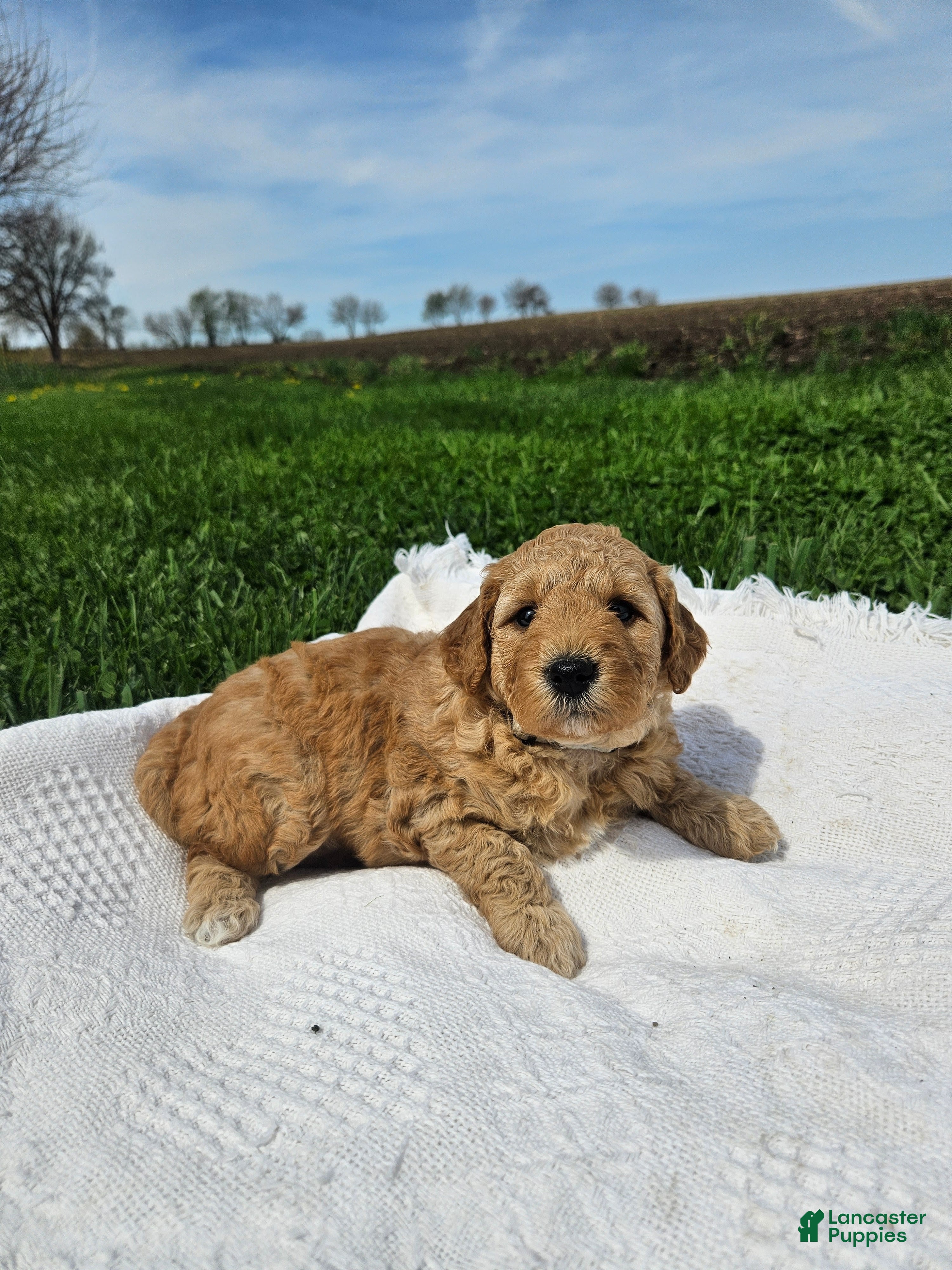 Mini Goldendoodle dogs Lucy - Ad 1