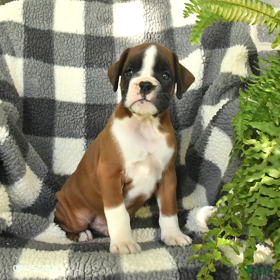 Boxer dogs for sale: Peanut  - Ad 1
