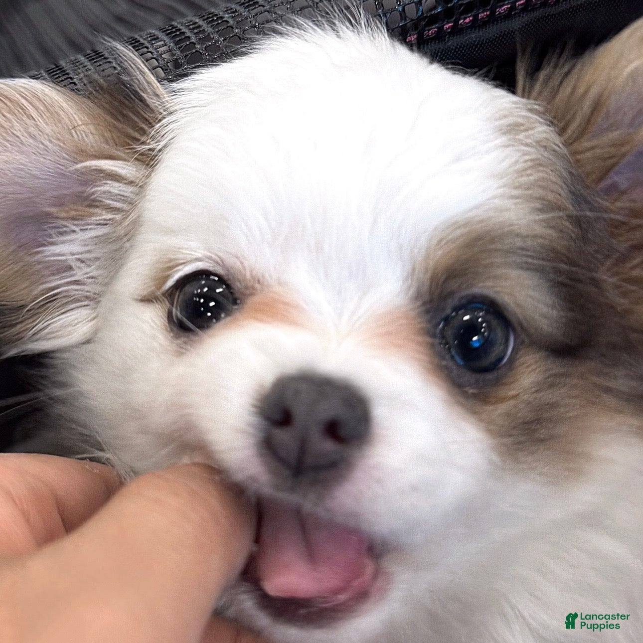 Chihuahua dogs Glamour - Female White and Chocolate Long Haired Chihuahua Puppy - Ad 2