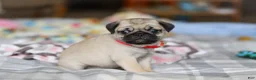 Pug dogs for sale: Penny  - Ad 3