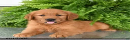 Golden Retriever dogs for sale: Nellie - Ad 1