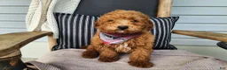 Mini Bernedoodle dogs for sale: Blake - Ad 2