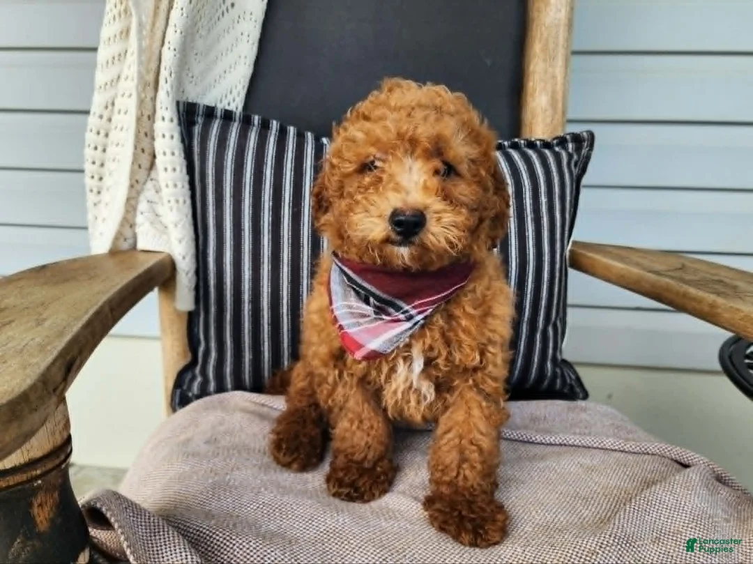 Mini Bernedoodle dogs for sale: Blake - Ad 2