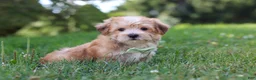Morkie dogs for sale: Zoe - Ad 2