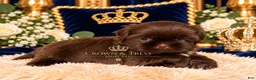 Shih Tzu dogs for sale: Prince Marshmallow  - Ad 1