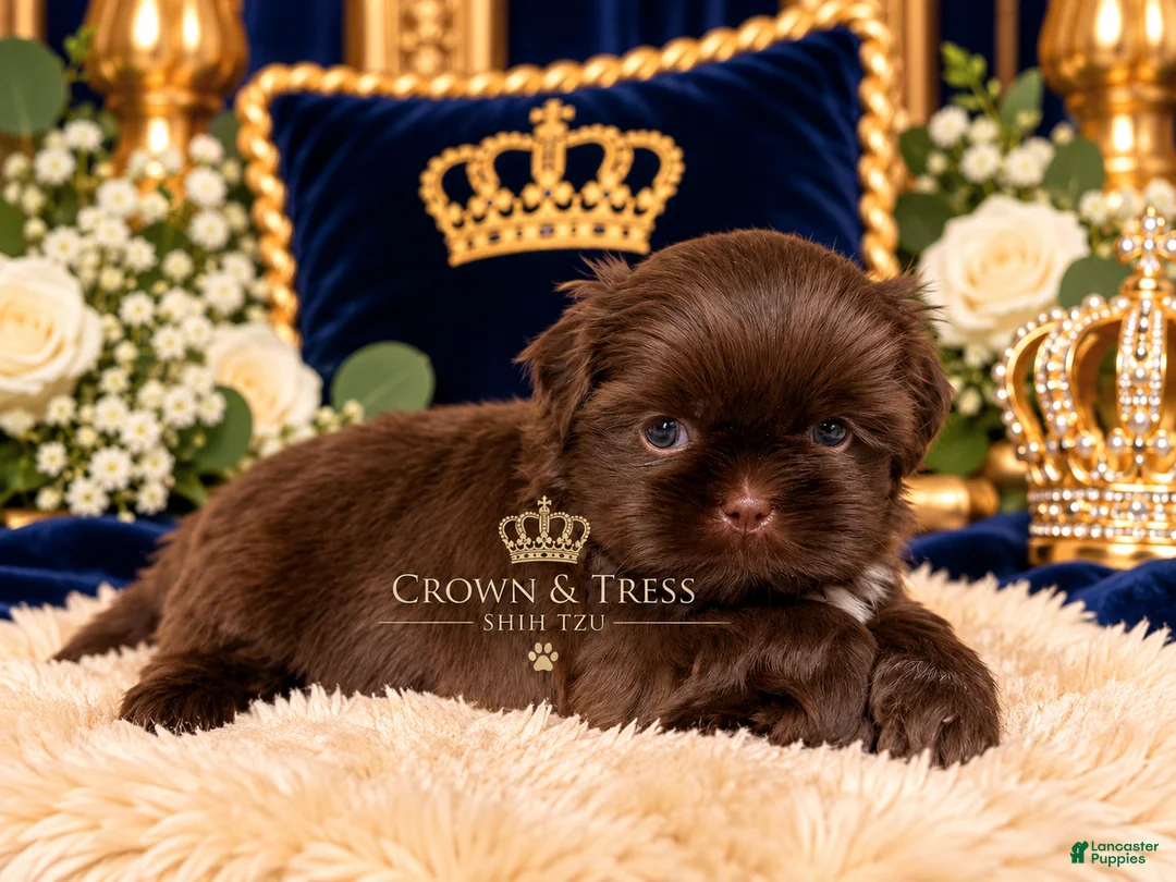 Shih Tzu dogs for sale: Prince Marshmallow  - Ad 1