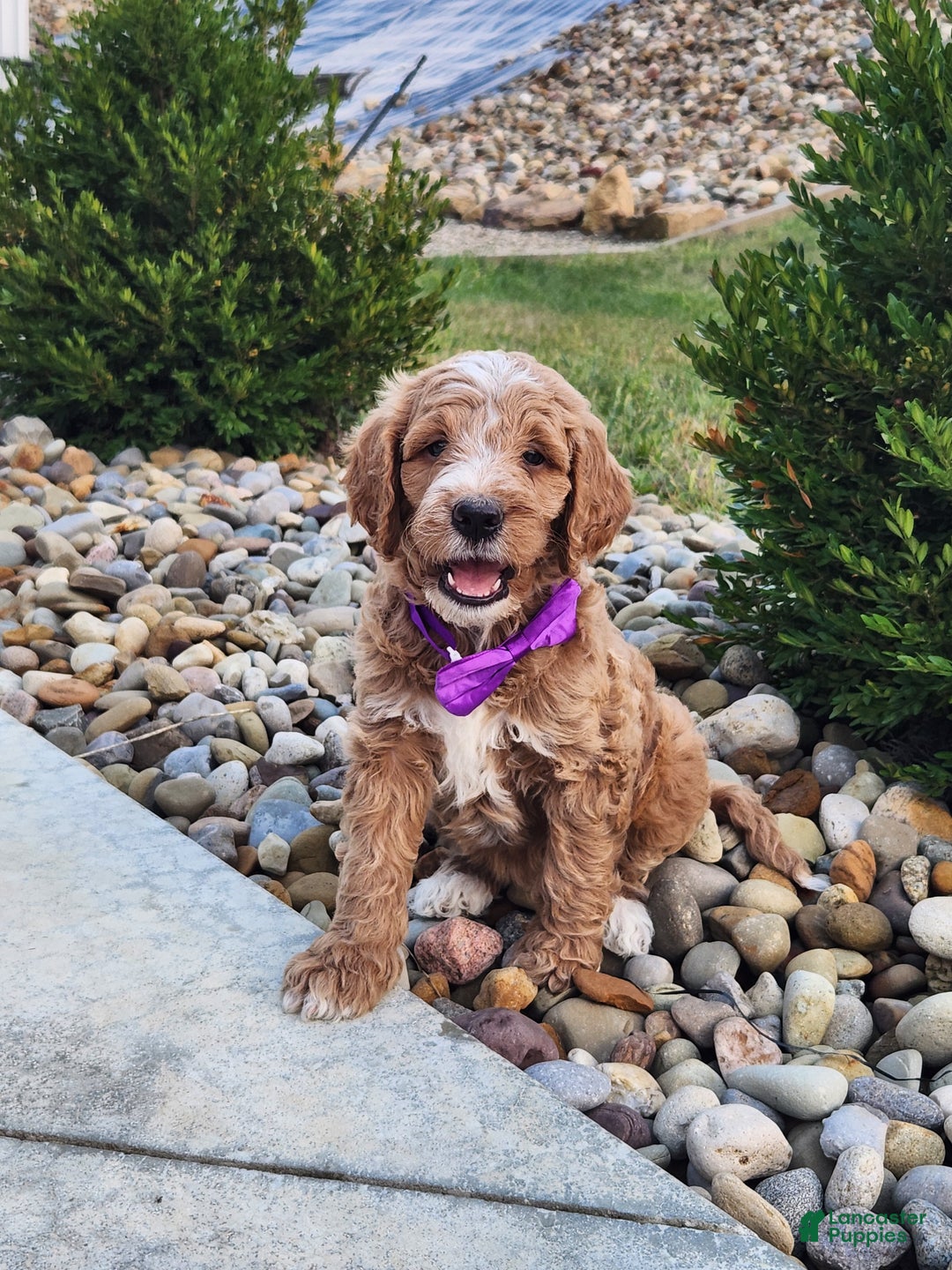 Goldendoodle dogs for sale: Daisy - Ad 17