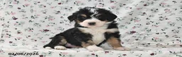 Bernedoodle dogs for sale: Gunner - Ad 2