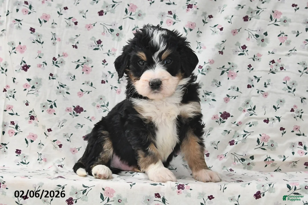 Bernedoodle dogs for sale: Gunner - Ad 2