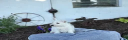 West Highland Terrier dogs for sale: Bentley - Ad 15