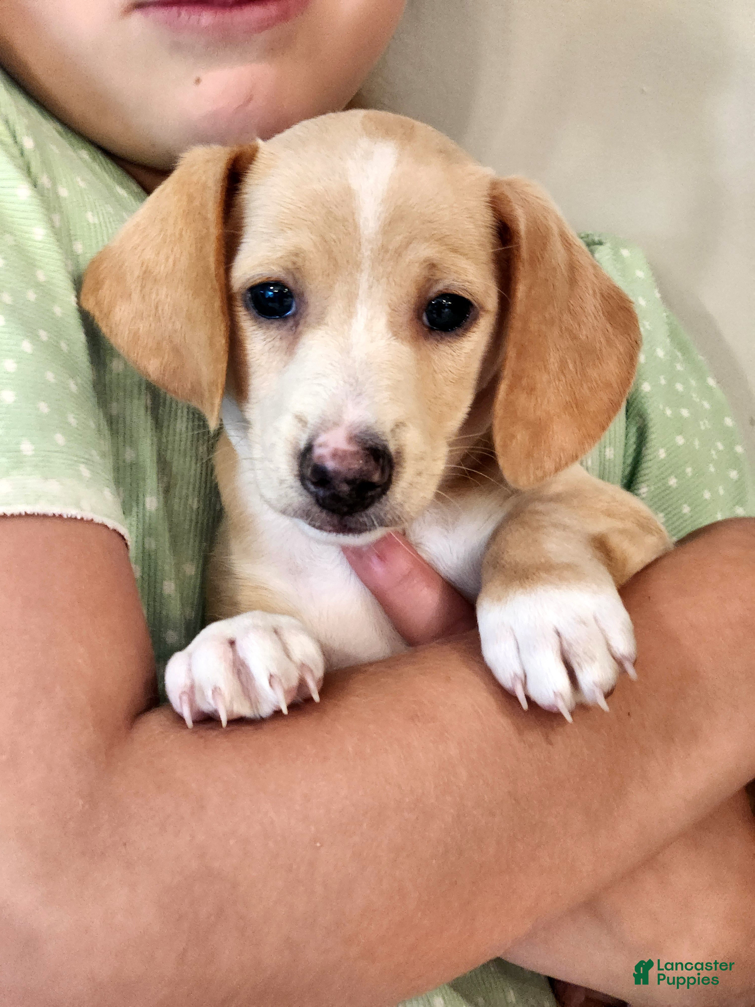 Miniature Dachshund dogs for sale: Ranger - Ad 2