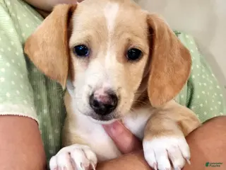 Miniature Dachshund dogs for sale: Ranger - Ad 2
