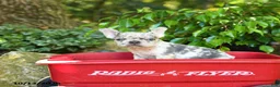 French Bulldog dogs for sale: Chip - Ad 3
