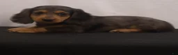 Dachshund dogs for sale: Ike - Ad 15