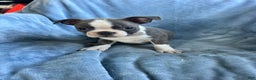 Boston Terrier dogs for sale: Theo - Ad 5