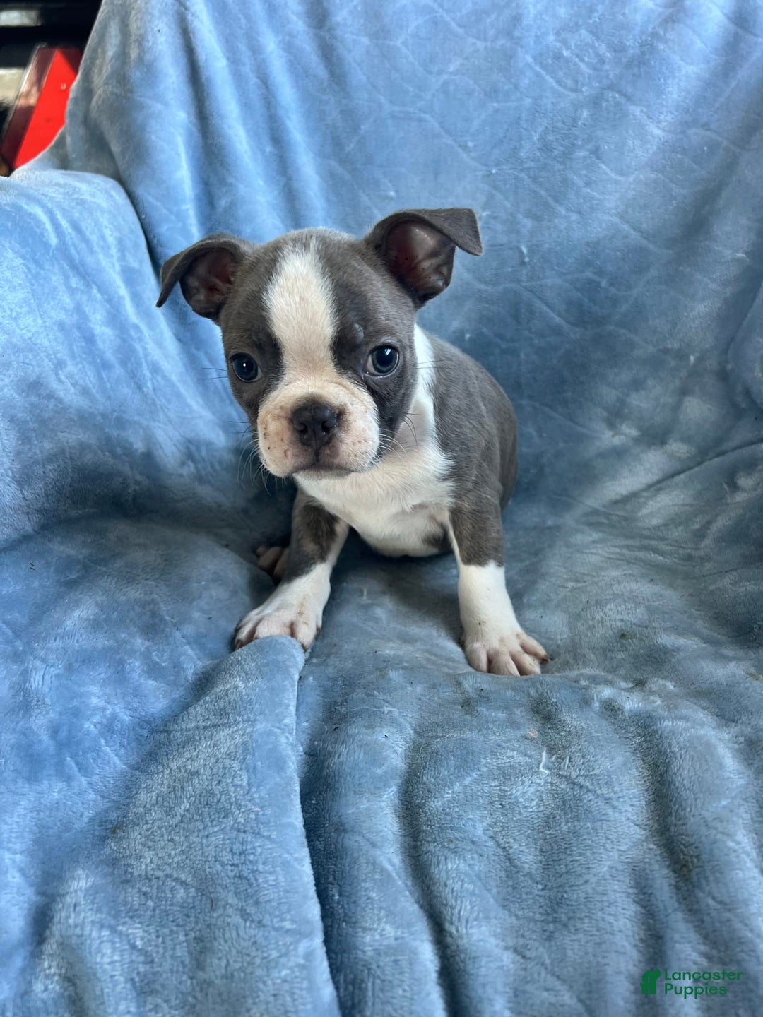 Boston Terrier dogs for sale: Theo - Ad 5