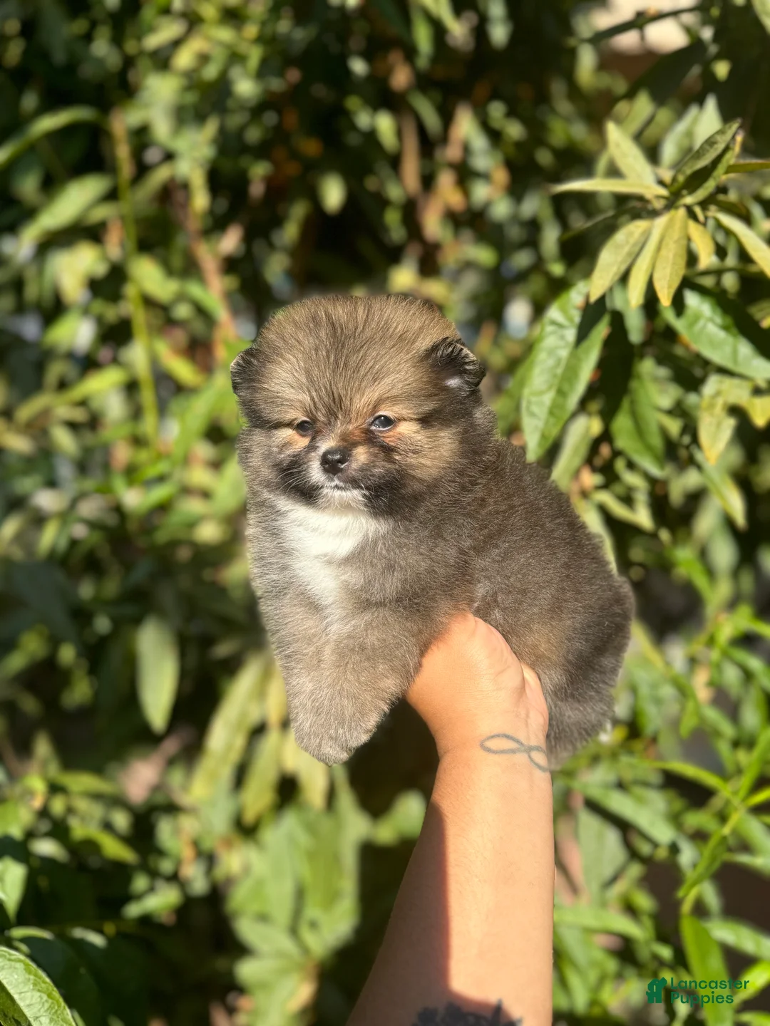 Gallery Image {{count}}