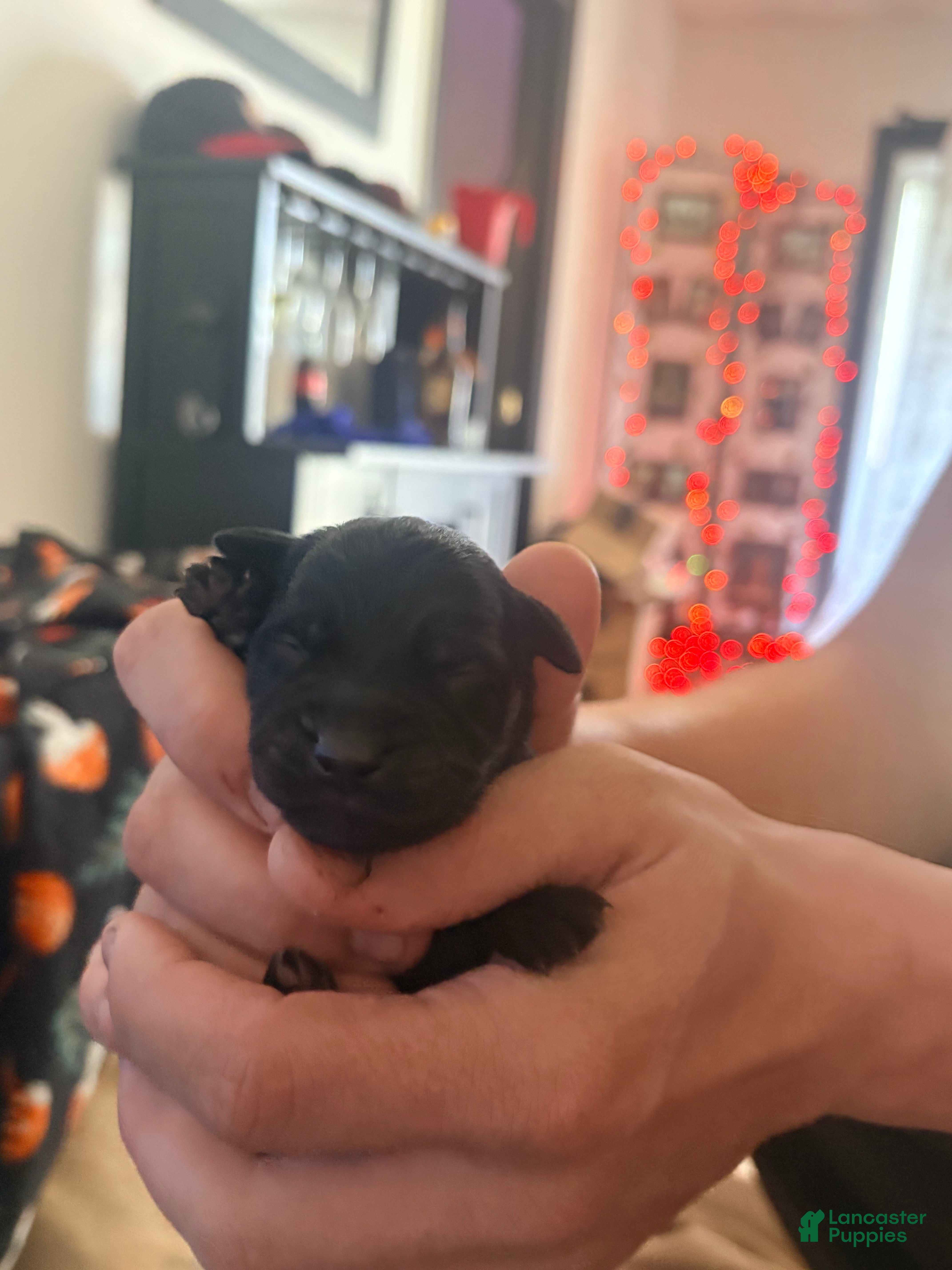 Mixed Breed dogs Puppy 4 - Ad 3