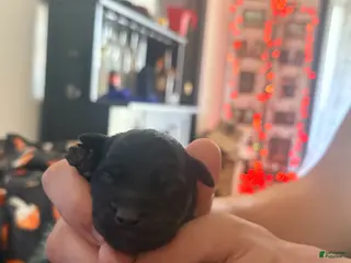 Mixed Breed dogs Puppy 4 - Ad 3