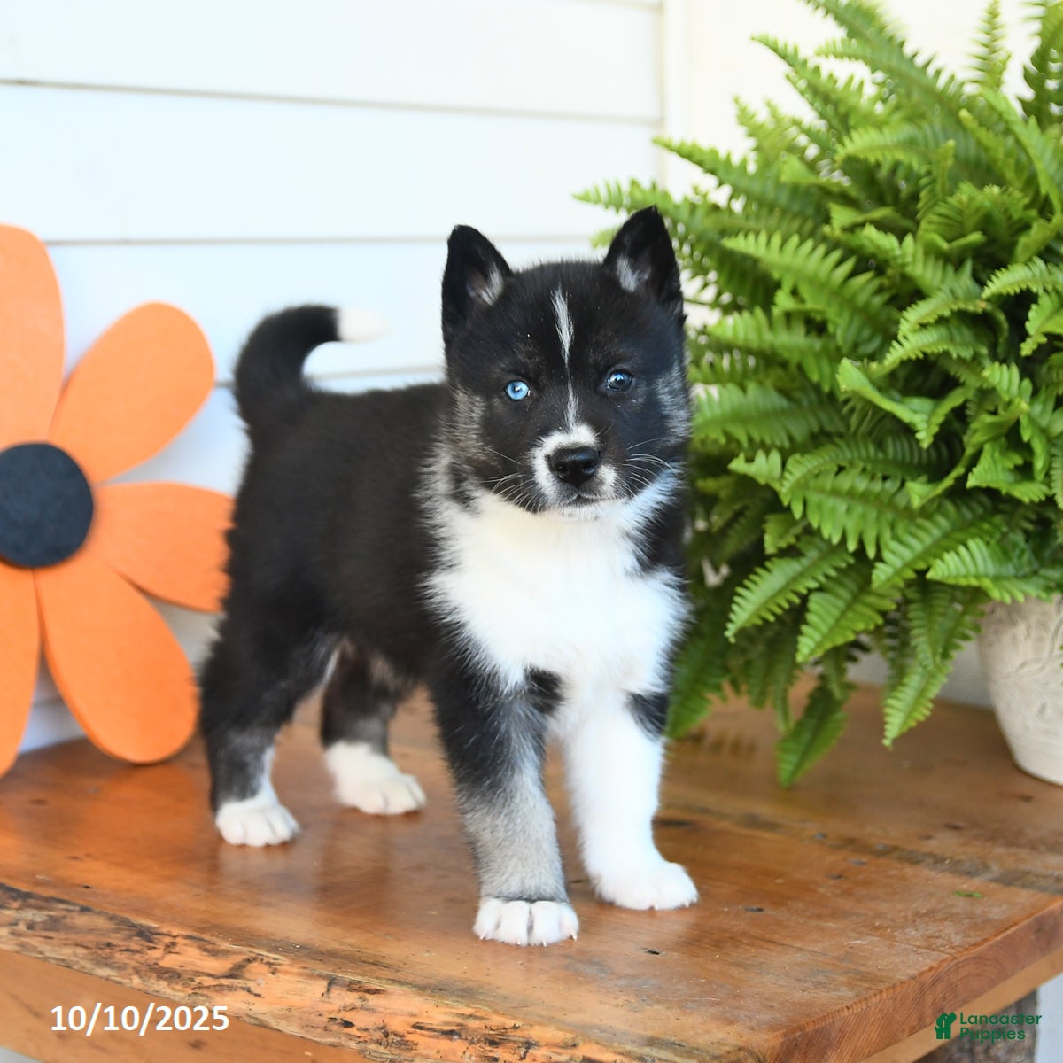 Gerberian Shepsky Puppies for sale | Lancaster Puppies