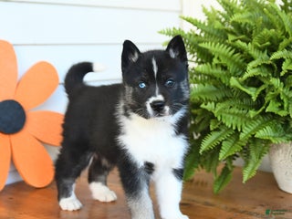 Lab Shepsky Gerberian Shepsky Puppies for sale | Lancaster Puppies