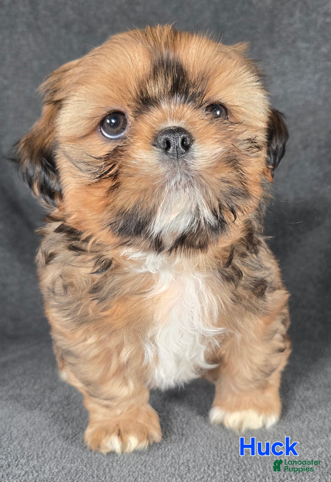 Shih Tzu dogs for sale: Huck - Ad 4
